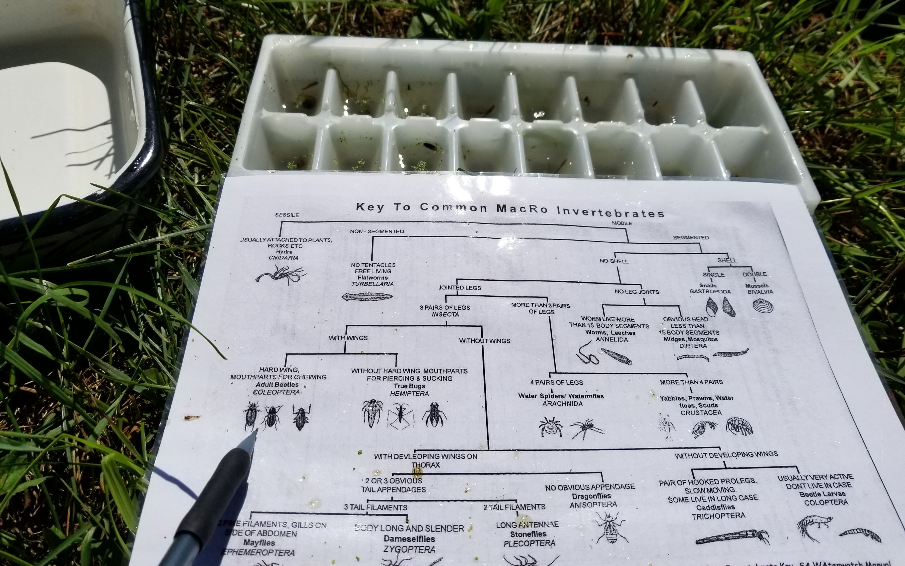 Worksheet for sorting different invertebrates into trays to gain a sense of the diversity in one of the ponds in Lux Arbor