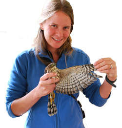 Melissa Brady handling a raptor. Photo provided by Melissa Brady.