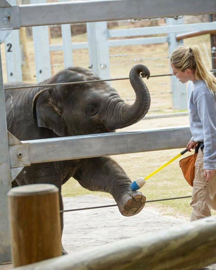 Rachel Emory target training an elephant at the Oklahoma City Zoo