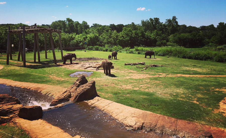 Outdoor elephant exhibit at Oklahoma City Zoo