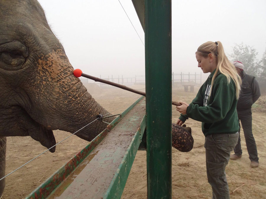 Rachel target training an elephant in India
