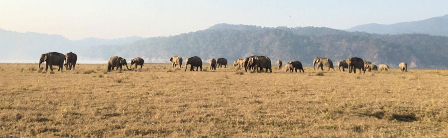 Wild elephants in India