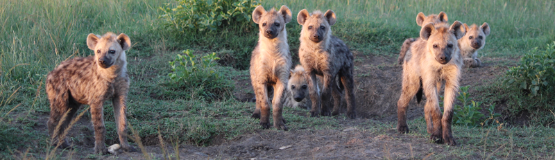 Group of hyenas. Photo credit: Maggie Sawdy.