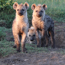 Group of hyenas. Photo credit: Maggie Sawdy