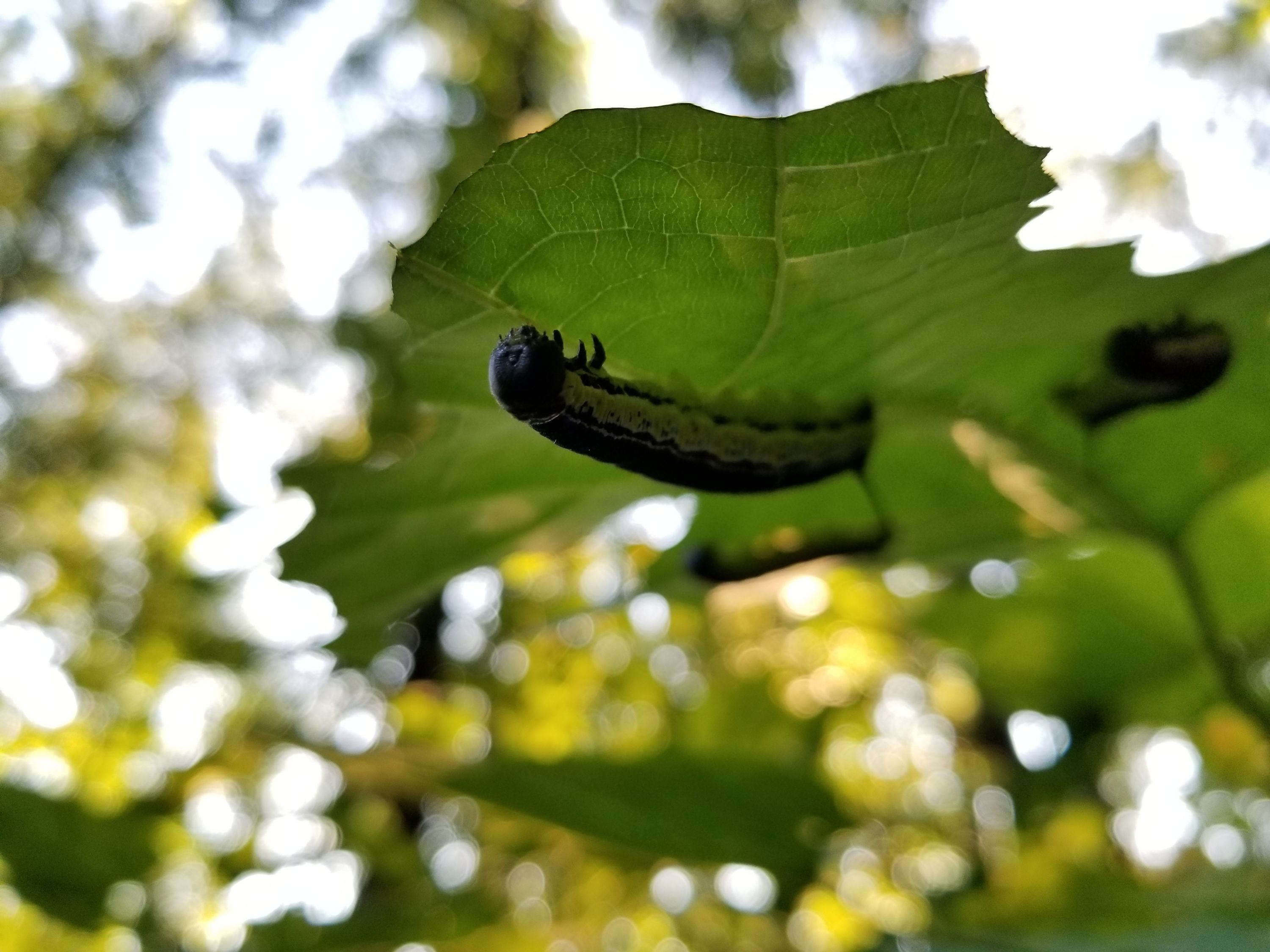 A hornworm on a leaf.