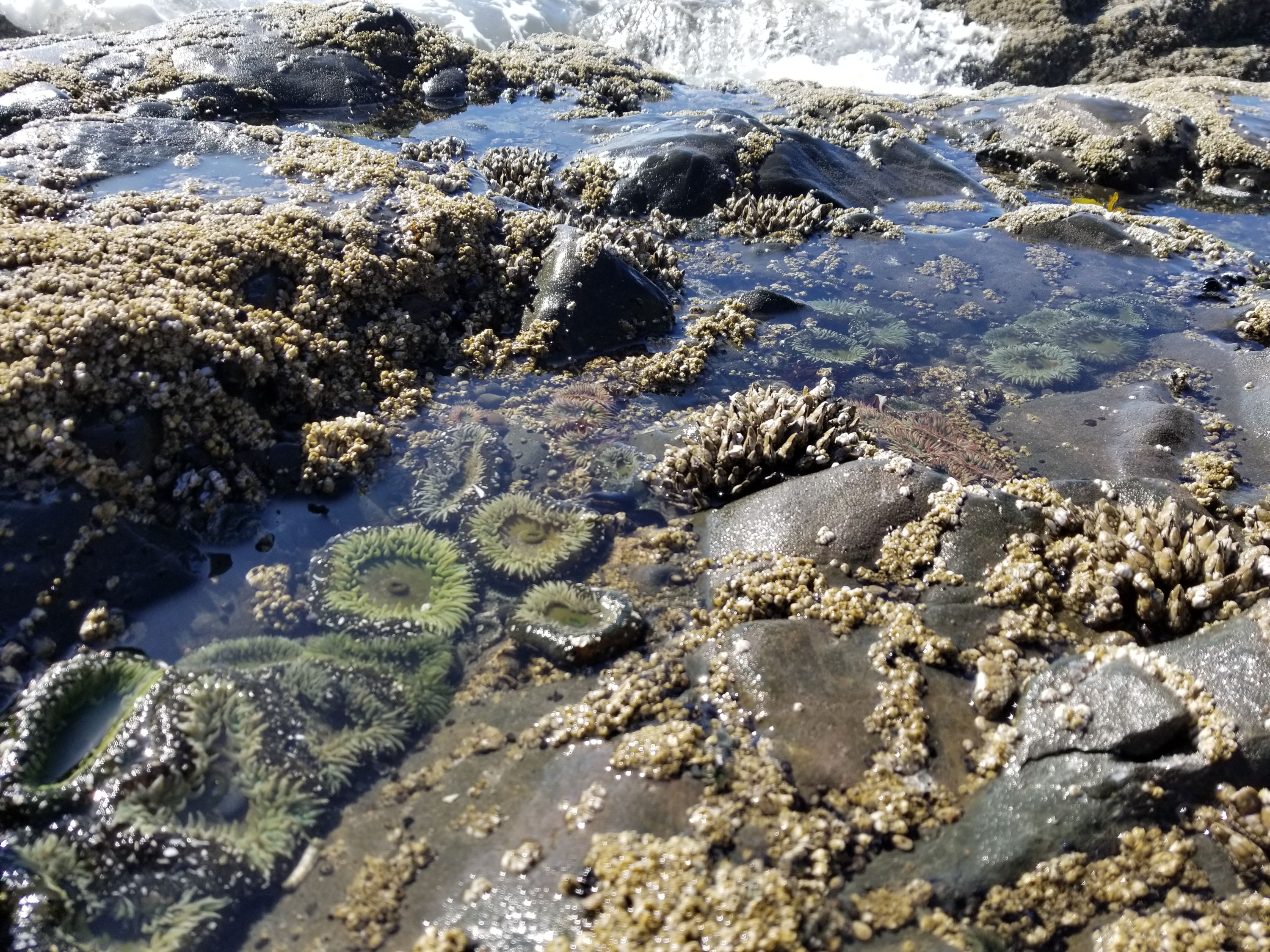 is a section of the intertidal off the Olympic Peninsula in Washington.