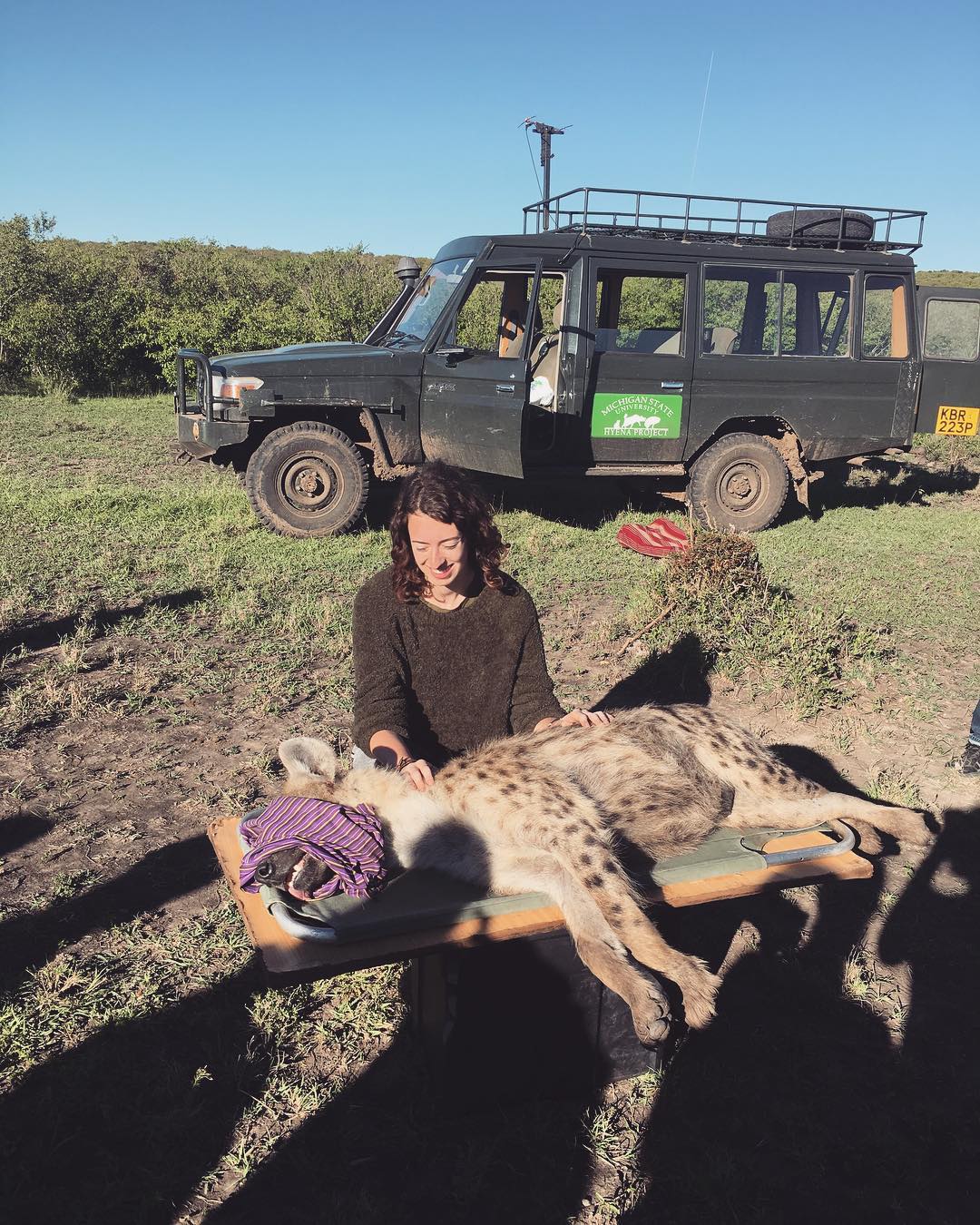 Paige Barnes kneeling next to an anesthetized hyena in Kenya.