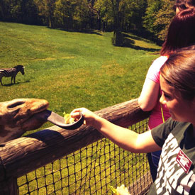 Student feeding a giraffe during Careers at the Zoo practicum.